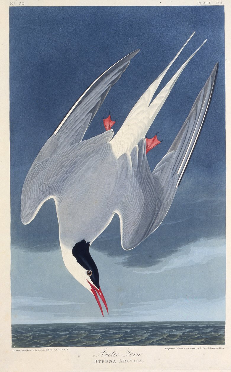 Den arktiske tern. Fra The Birds of America, 1827-1838. af John James Audubon