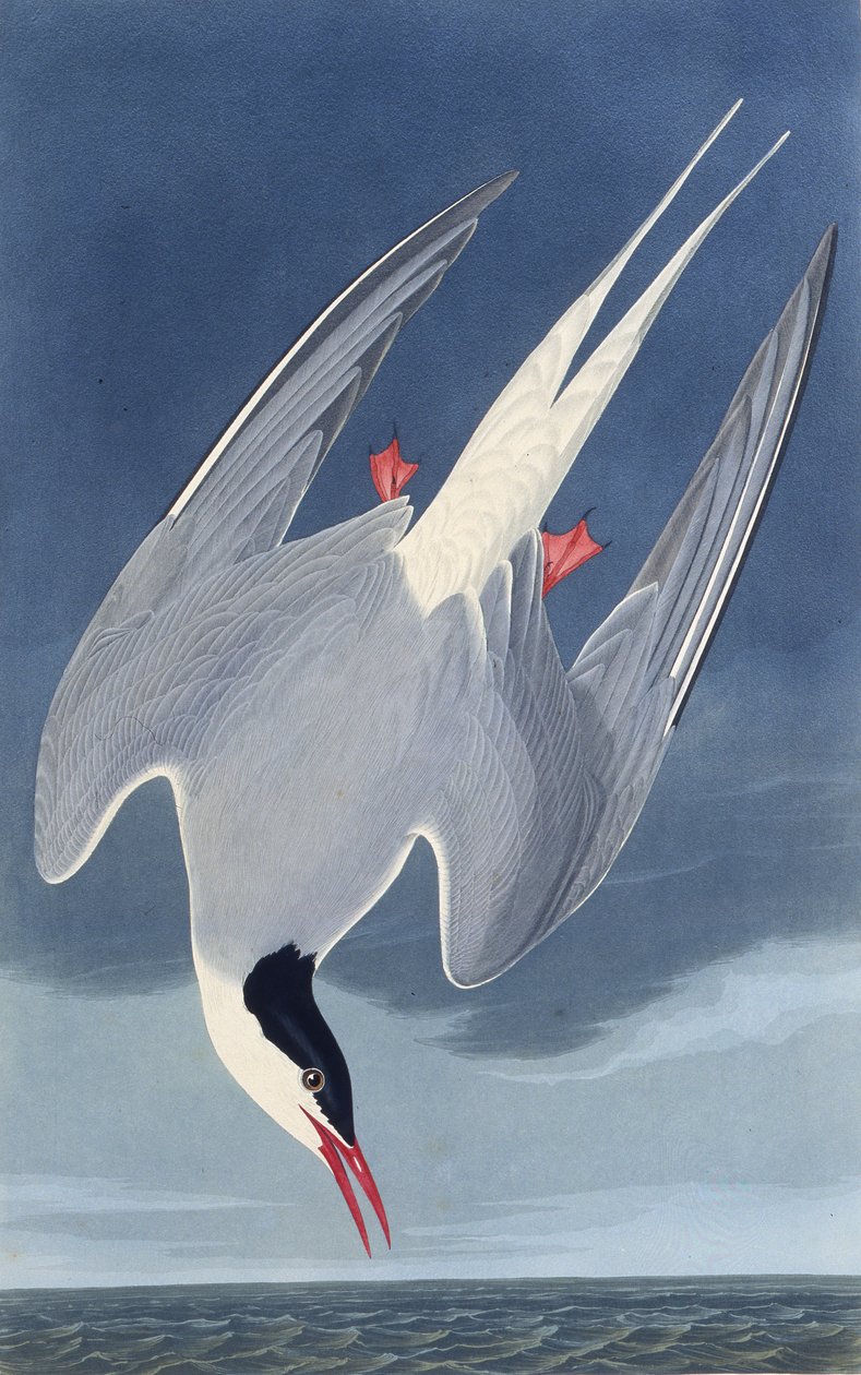 Den arktiske tern. Fra The Birds of America, 1827-1838. af John James Audubon