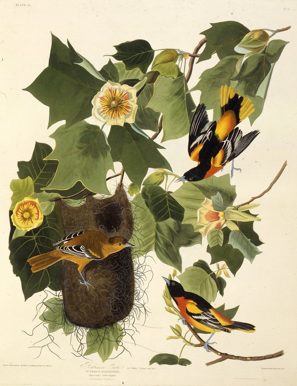 Baltimore oriole. Fra The Birds of America, 1827-1838. af John James Audubon