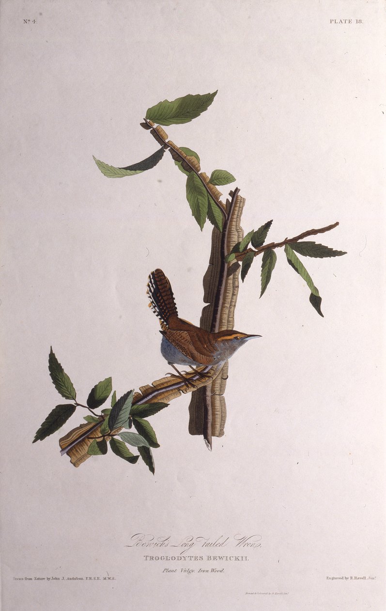 Bewicks gærdesmutte. Fra The Birds of America, 1827-1838. af John James Audubon