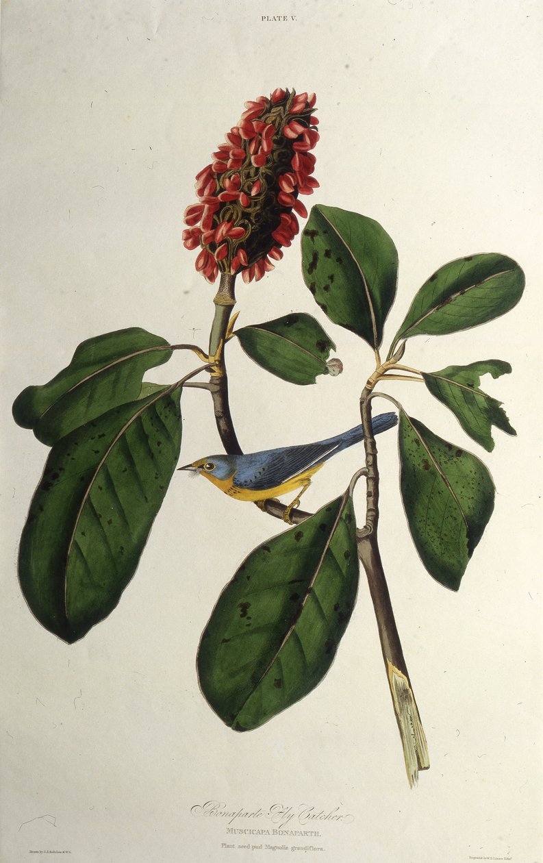 Canadasangeren. Fra The Birds of America, 1827-1838. af John James Audubon