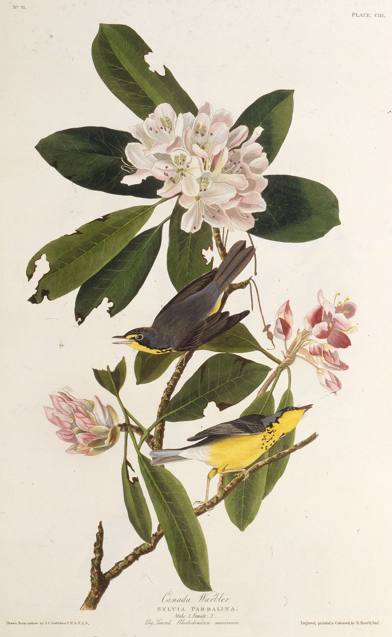 Canadasangeren. Fra The Birds of America, 1827-1838. af John James Audubon