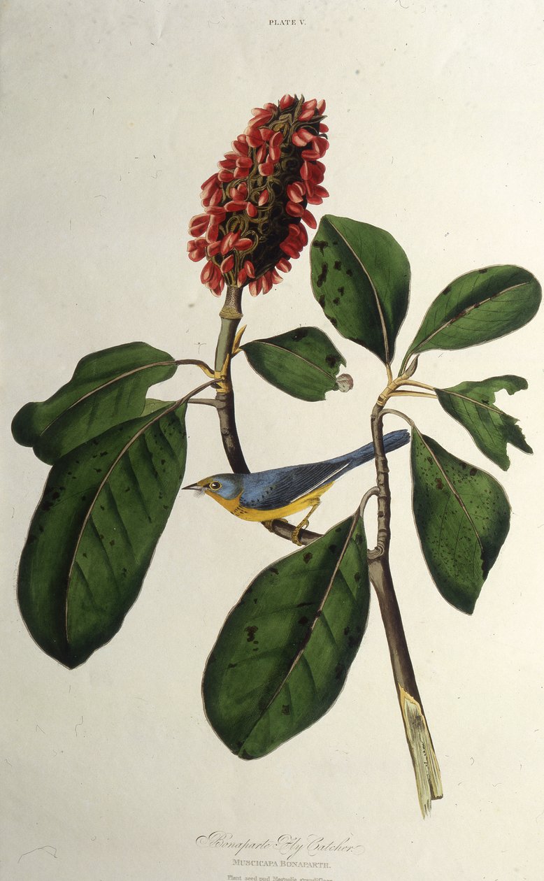 Canadasangeren. Fra The Birds of America, 1827-1838. af John James Audubon