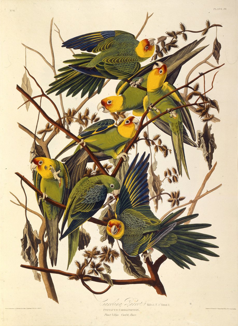 Carolina-parakitten, fra The Birds of America, 1827-1838. af John James Audubon