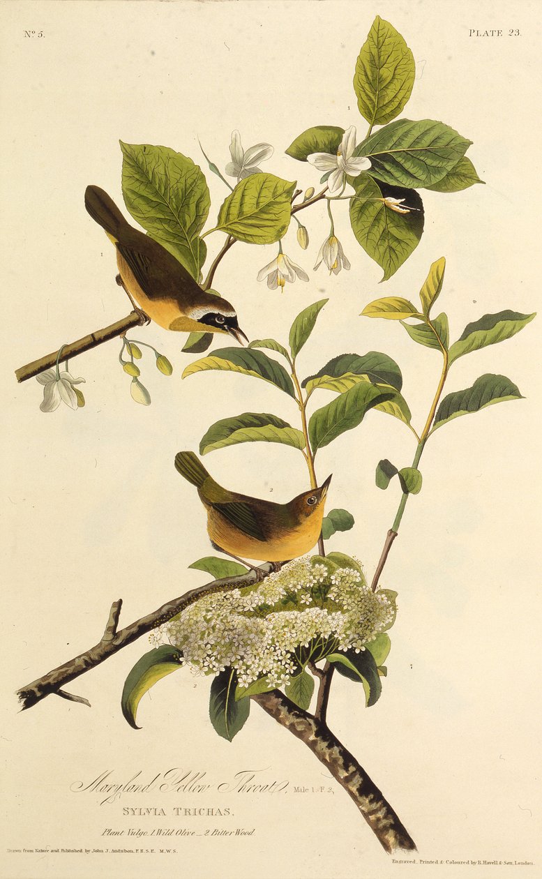Maryland Yellowthroat. Fra The Birds of America, 1827-1838. af John James Audubon