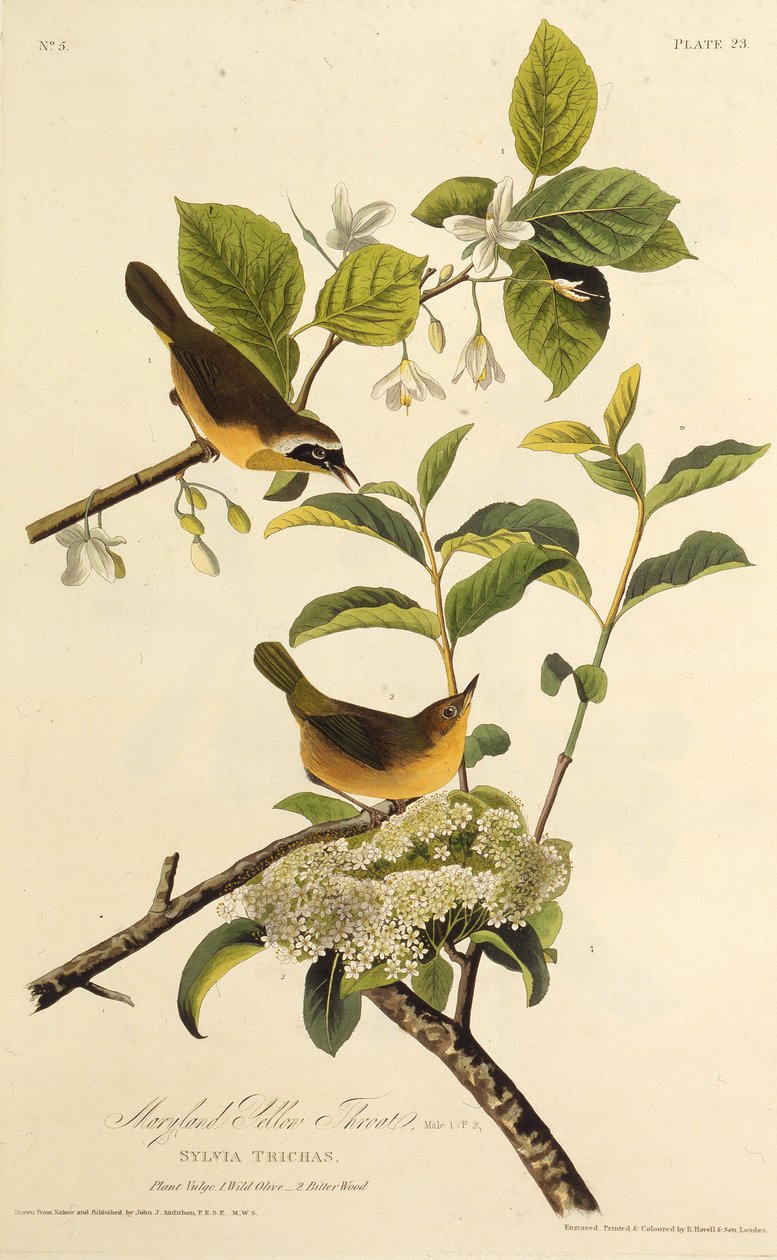 Maryland Yellowthroat. Fra The Birds of America, 1827-1838. af John James Audubon