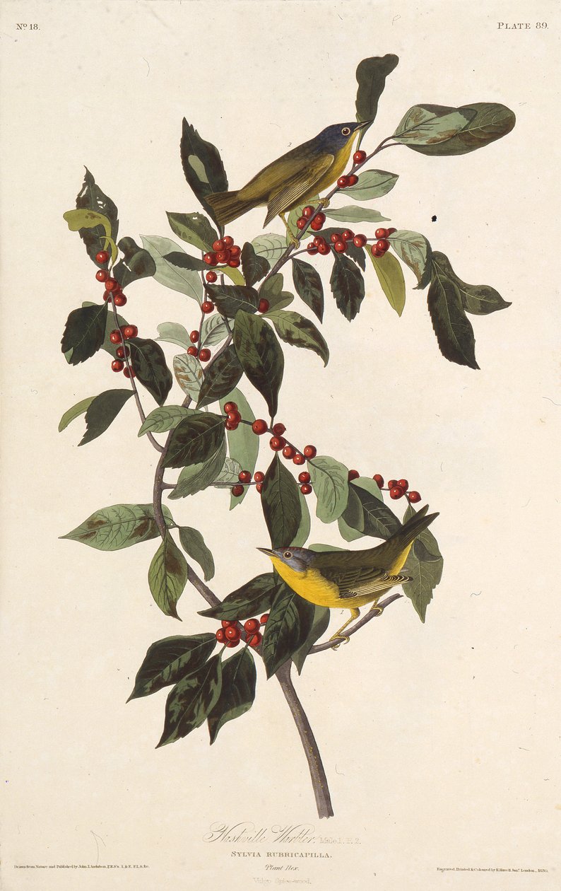 Nashville-sangeren. Fra The Birds of America, 1827-1838. af John James Audubon