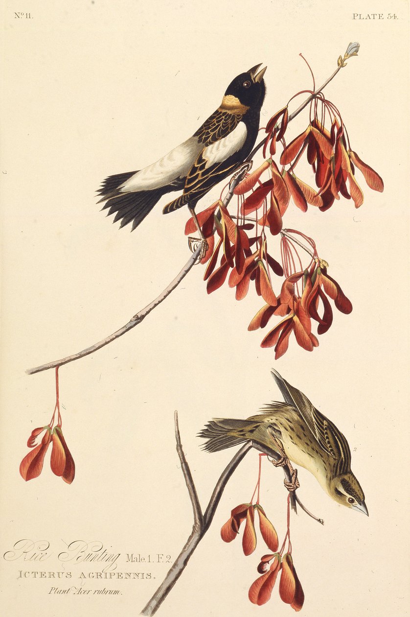 Risfuglen. Fra The Birds of America, 1827-1838. af John James Audubon