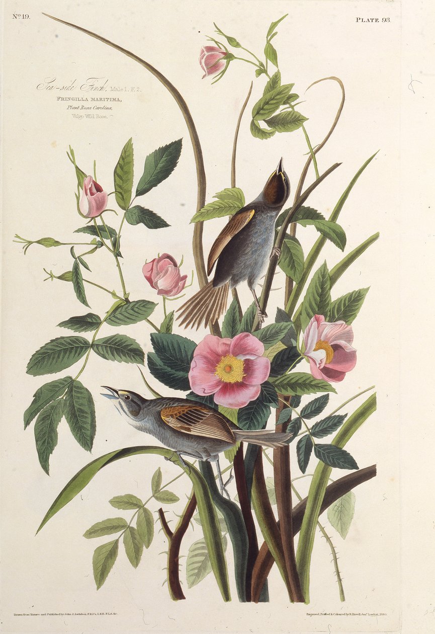 Havsidefinken. Fra The Birds of America, 1827-1838. af John James Audubon