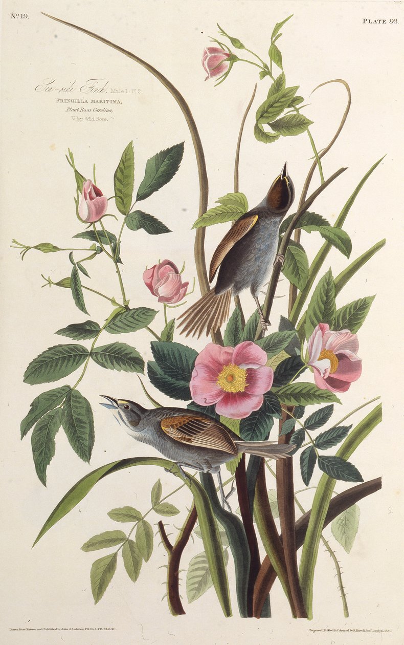 Havsidefinken. Fra The Birds of America, 1827-1838. af John James Audubon