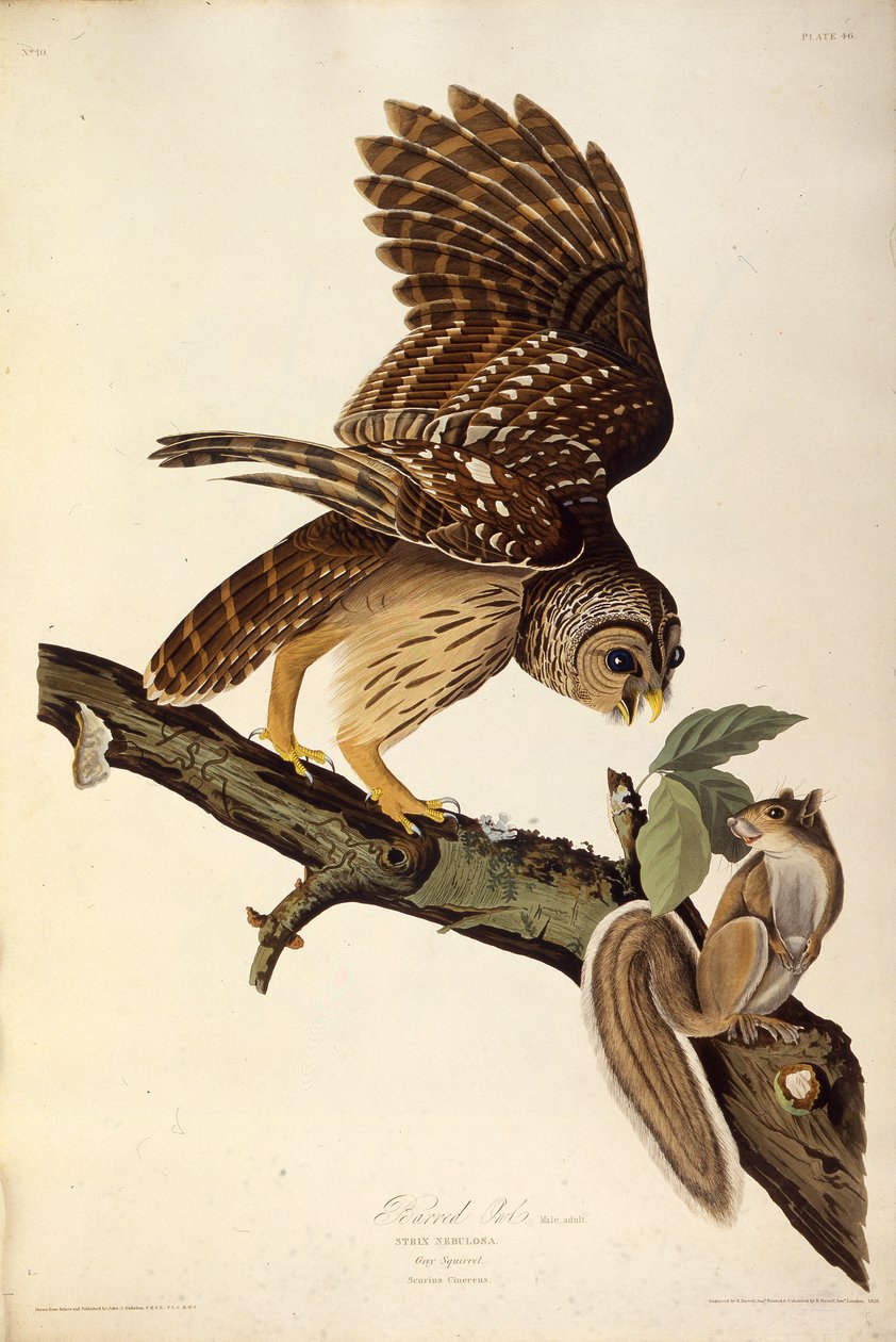 Den spærrede ugle. Fra The Birds of America, 1827-1838. af John James Audubon
