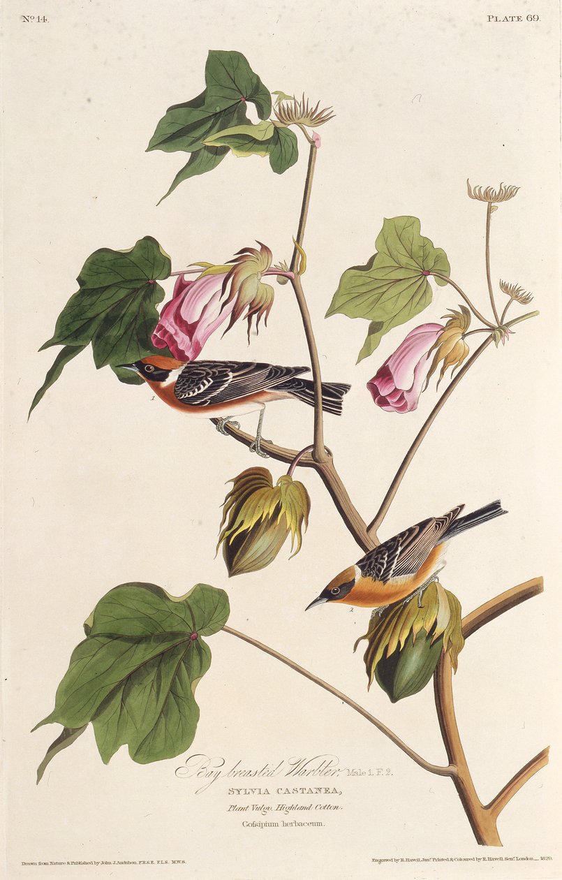 Laurbærsangeren. Fra The Birds of America, 1827-1838. af John James Audubon