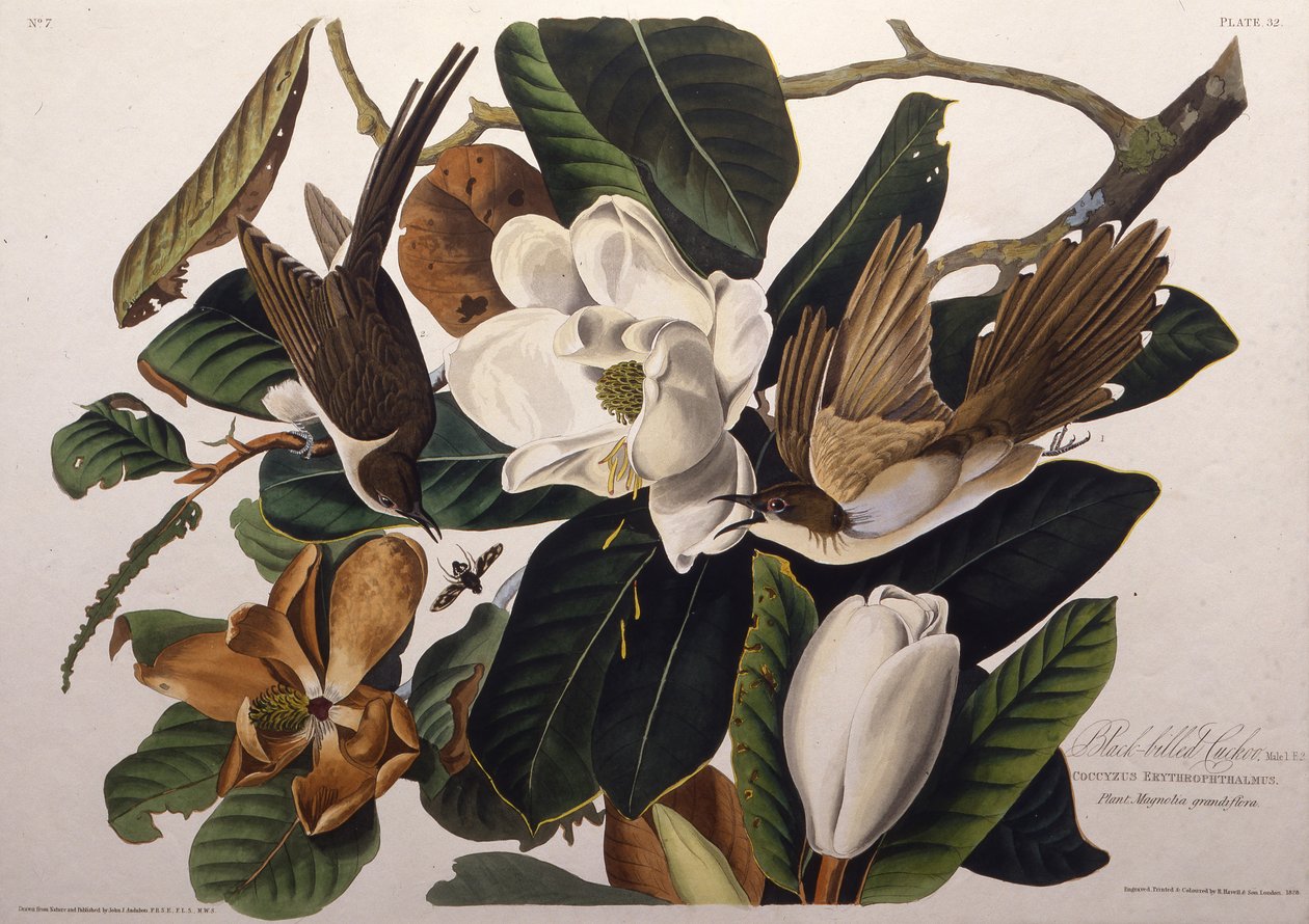Sortnæbbet gøgen. Fra The Birds of America, 1827-1838. af John James Audubon