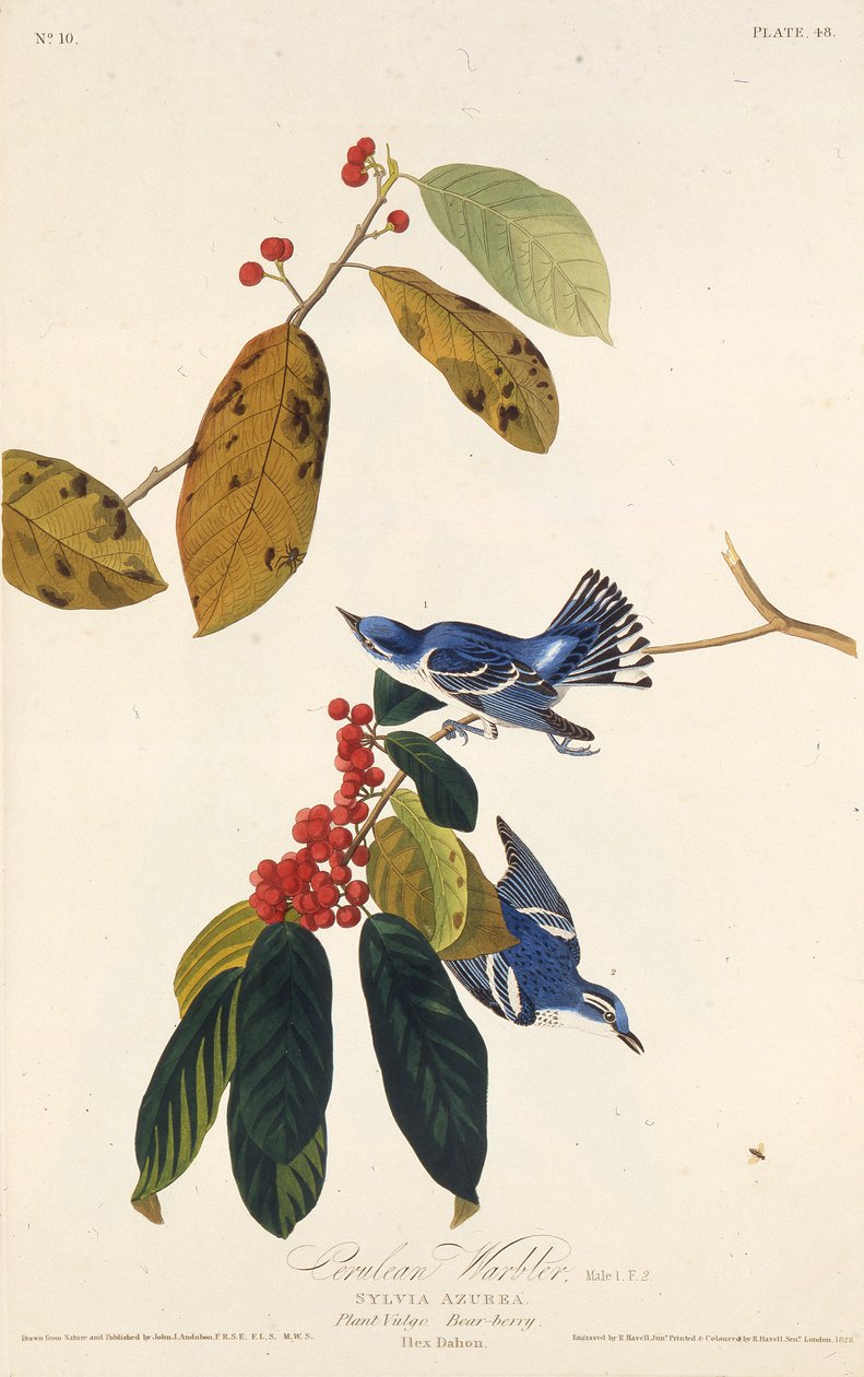 Hvidsangeren. Fra The Birds of America, 1827-1838. af John James Audubon