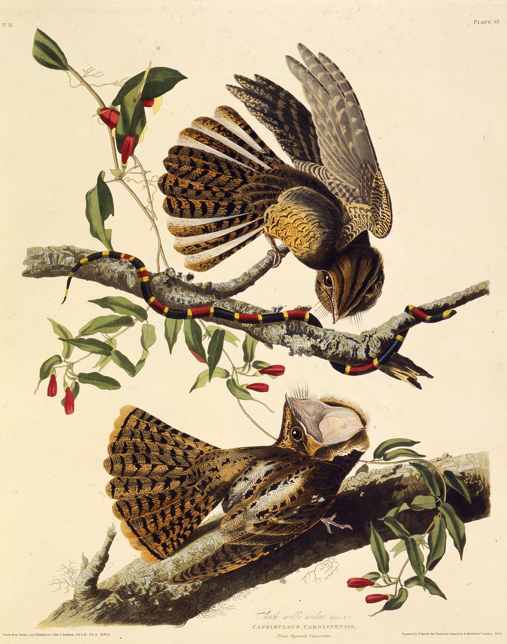 Chuck-viljer-enken. Fra The Birds of America, 1827-1838. af John James Audubon