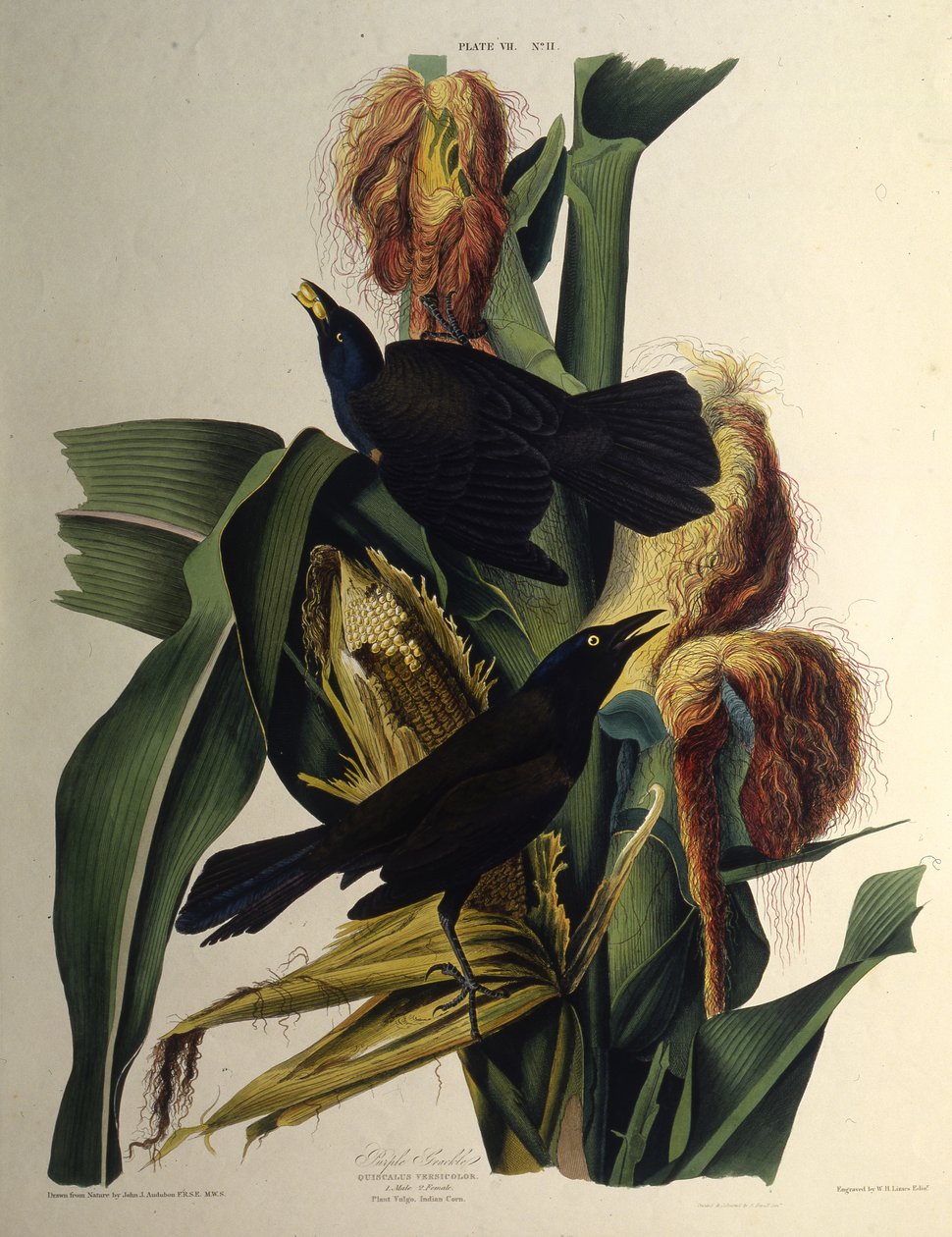 Den almindelige grackle. Fra The Birds of America, 1827-1838. af John James Audubon