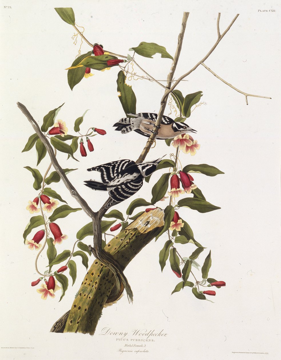 Den dunede spætte. Fra The Birds of America, 1827-1838. af John James Audubon