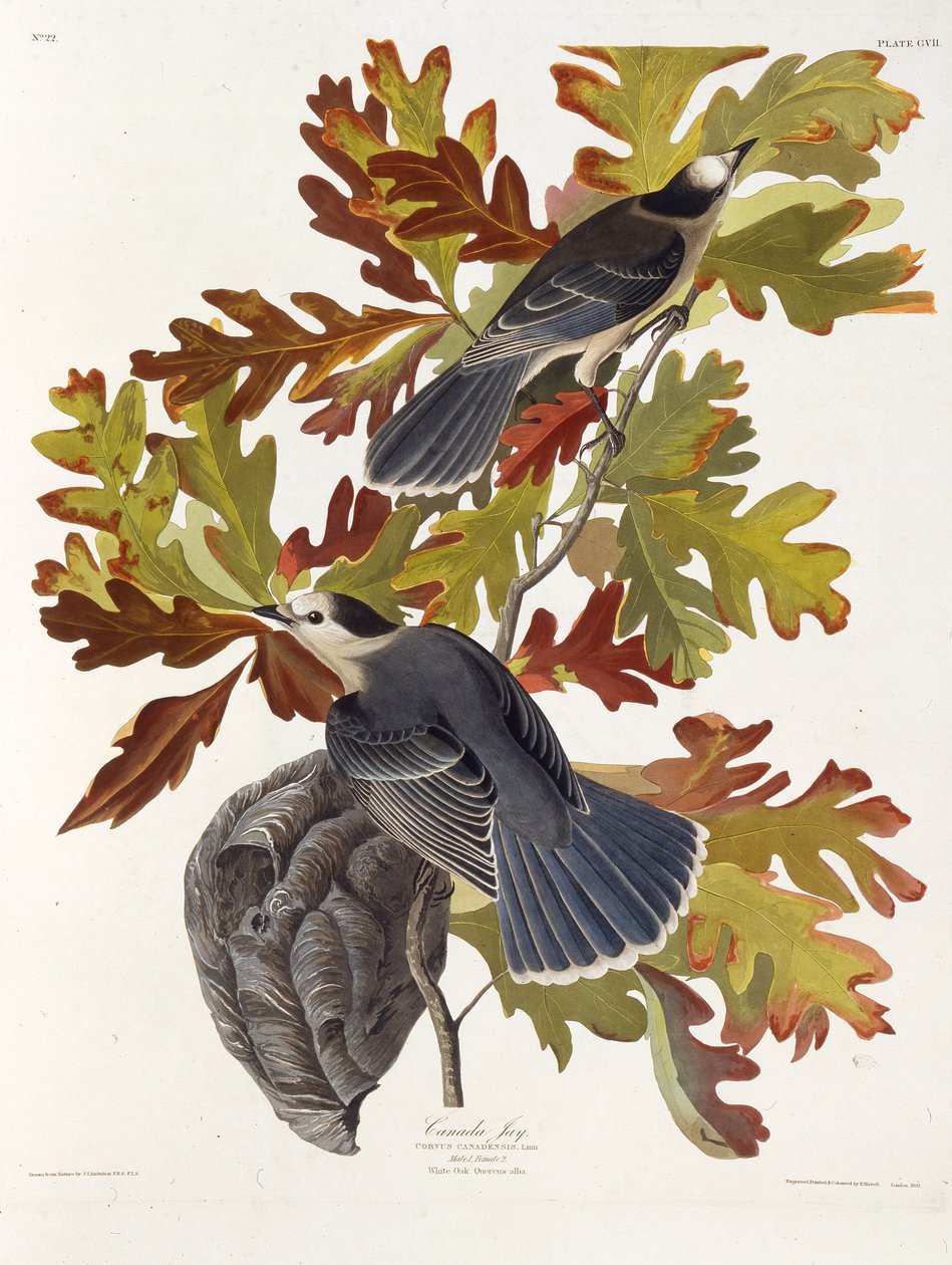 Den grå jay. Fra The Birds of America, 1827-1838. af John James Audubon