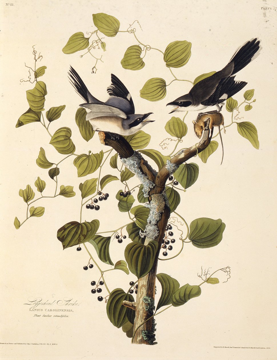 Tøjsnuden. Fra The Birds of America, 1827-1838. af John James Audubon