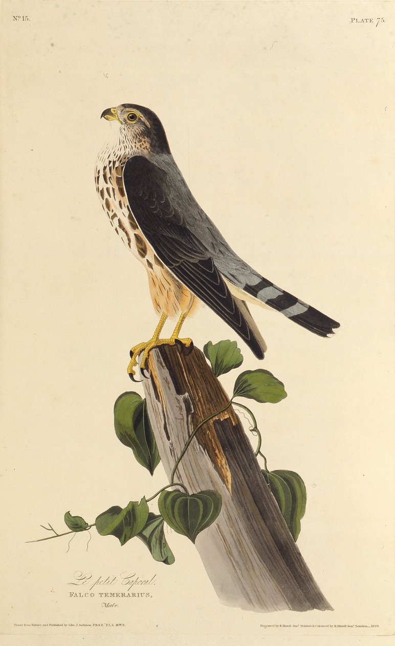 Merlinen. Fra The Birds of America, 1827-1838. af John James Audubon
