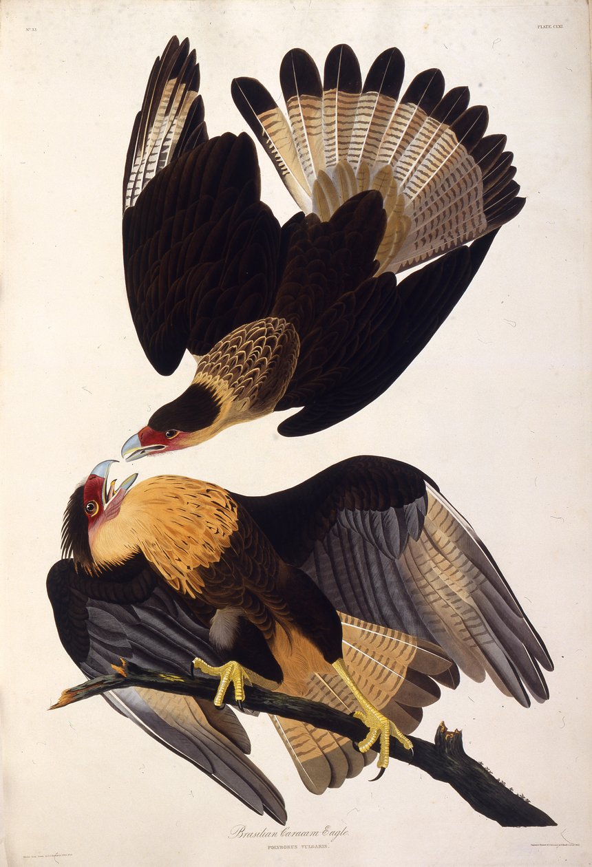Den nordlige crested caracara. Fra The Birds of America, 1827-1838. af John James Audubon