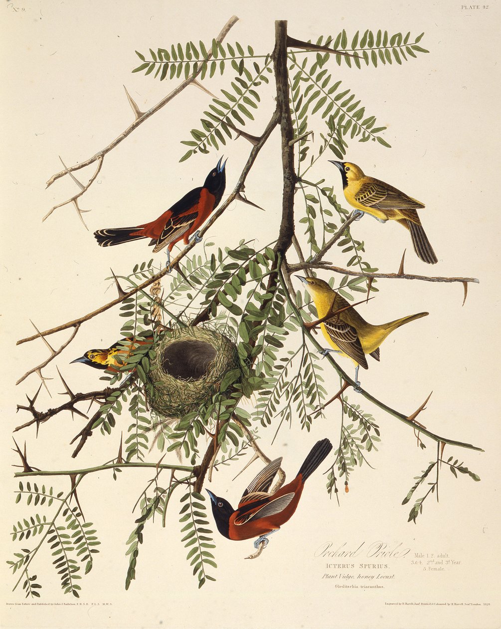 Orchard oriole. Fra The Birds of America, 1827-1838. af John James Audubon