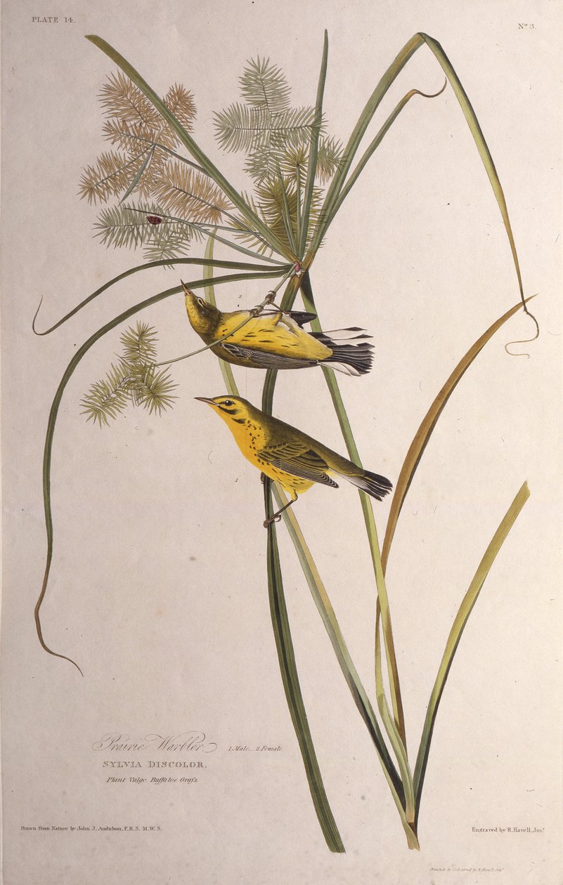 Præriesangeren. Fra The Birds of America, 1827-1838. af John James Audubon