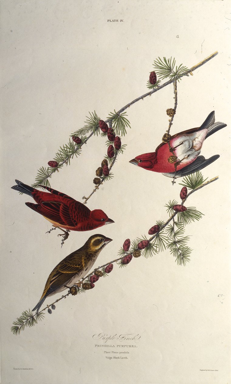 Den lilla finke. Fra The Birds of America, 1827-1838. af John James Audubon