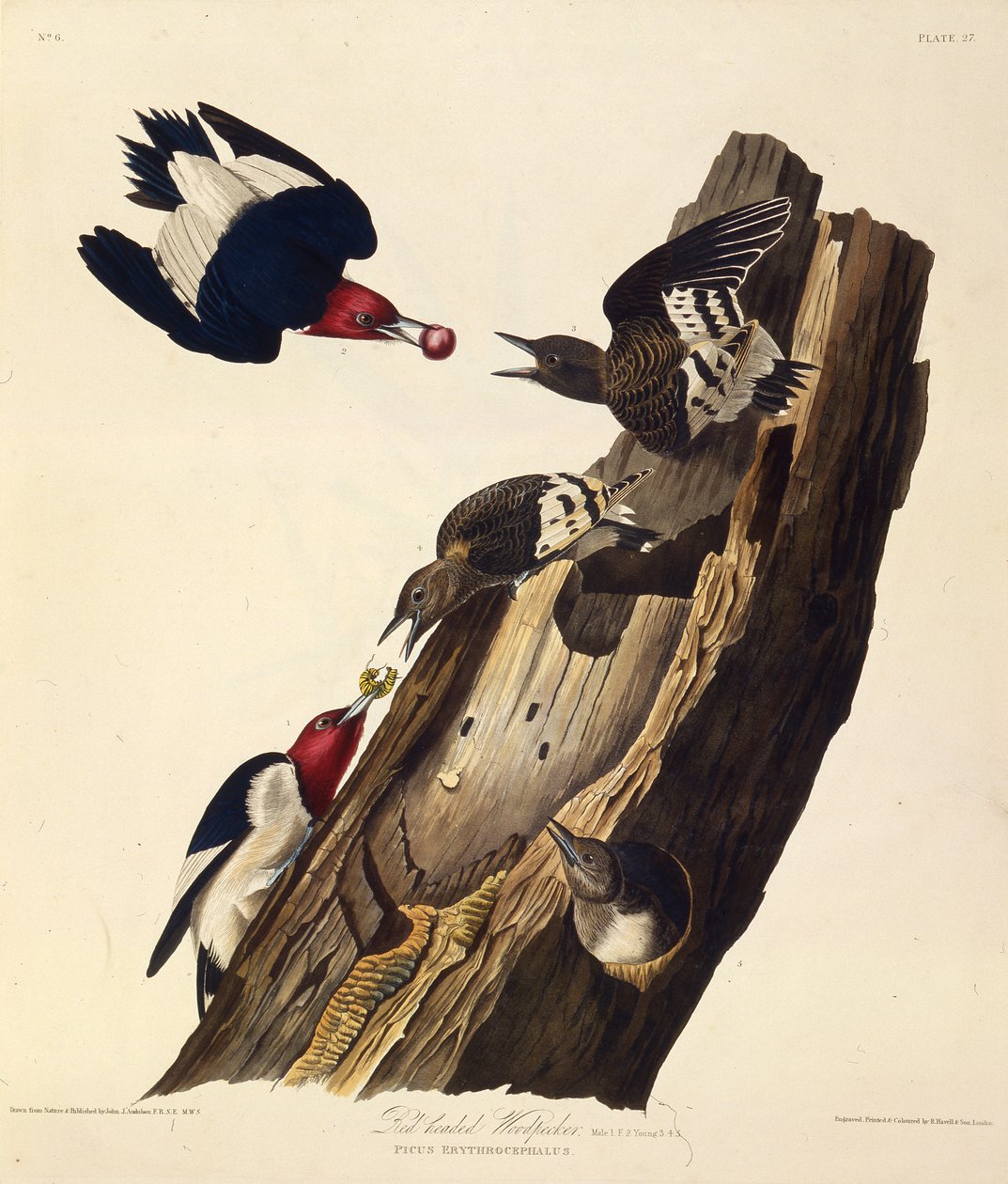 Den rødhovedede spætte. Fra The Birds of America, 1827-1838. af John James Audubon