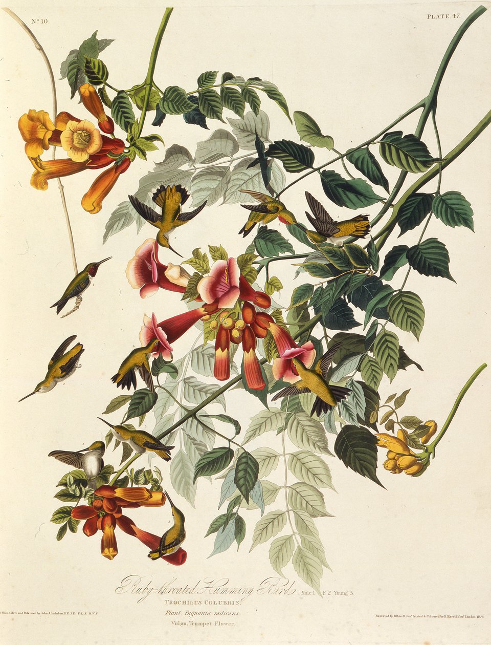 Den rubinstrubede kolibri. Fra The Birds of America, 1827-1838. af John James Audubon