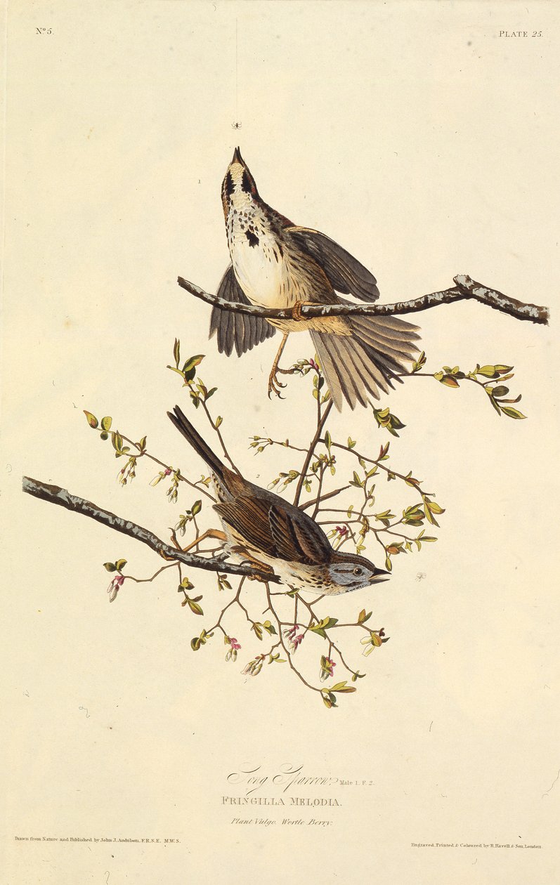 Sangen spurv. Fra The Birds of America, 1827-1838. af John James Audubon