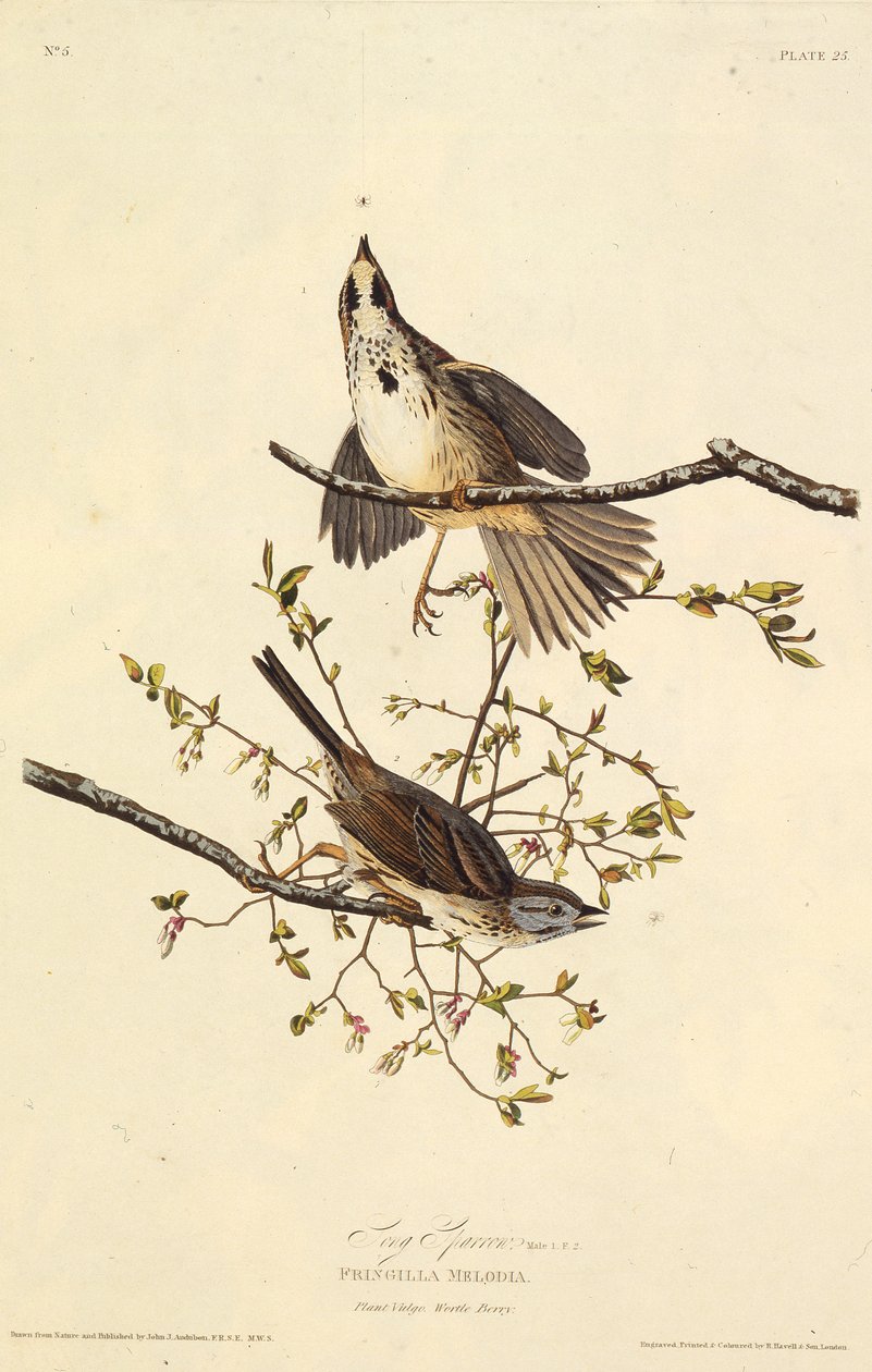 Sangen spurv. Fra The Birds of America, 1827-1838. af John James Audubon