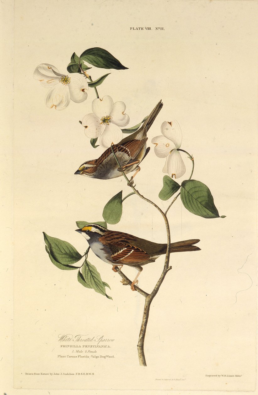 Hvidstruben spurv. Fra The Birds of America, 1827-1838. af John James Audubon
