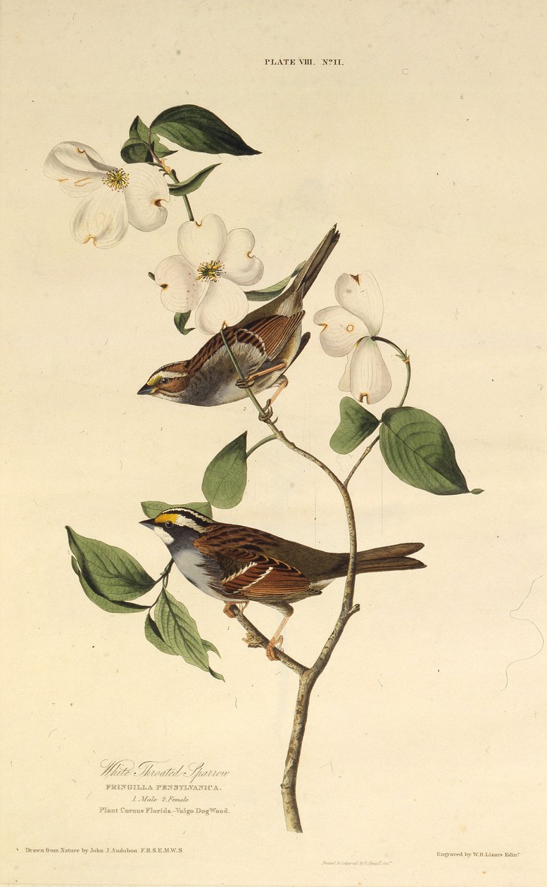 Hvidstruben spurv. Fra The Birds of America, 1827-1838. af John James Audubon