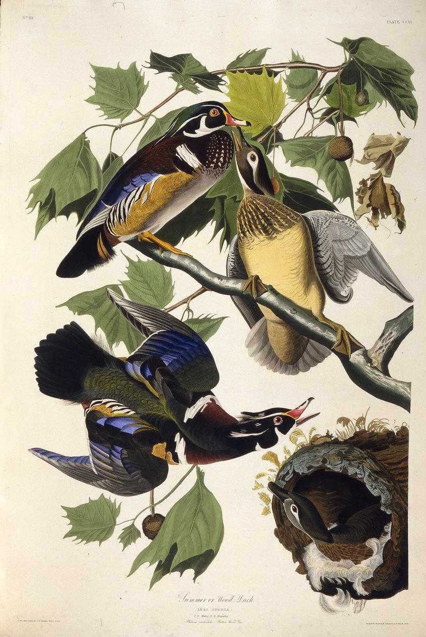 Skovanden. Fra The Birds of America, 1827-1838. af John James Audubon