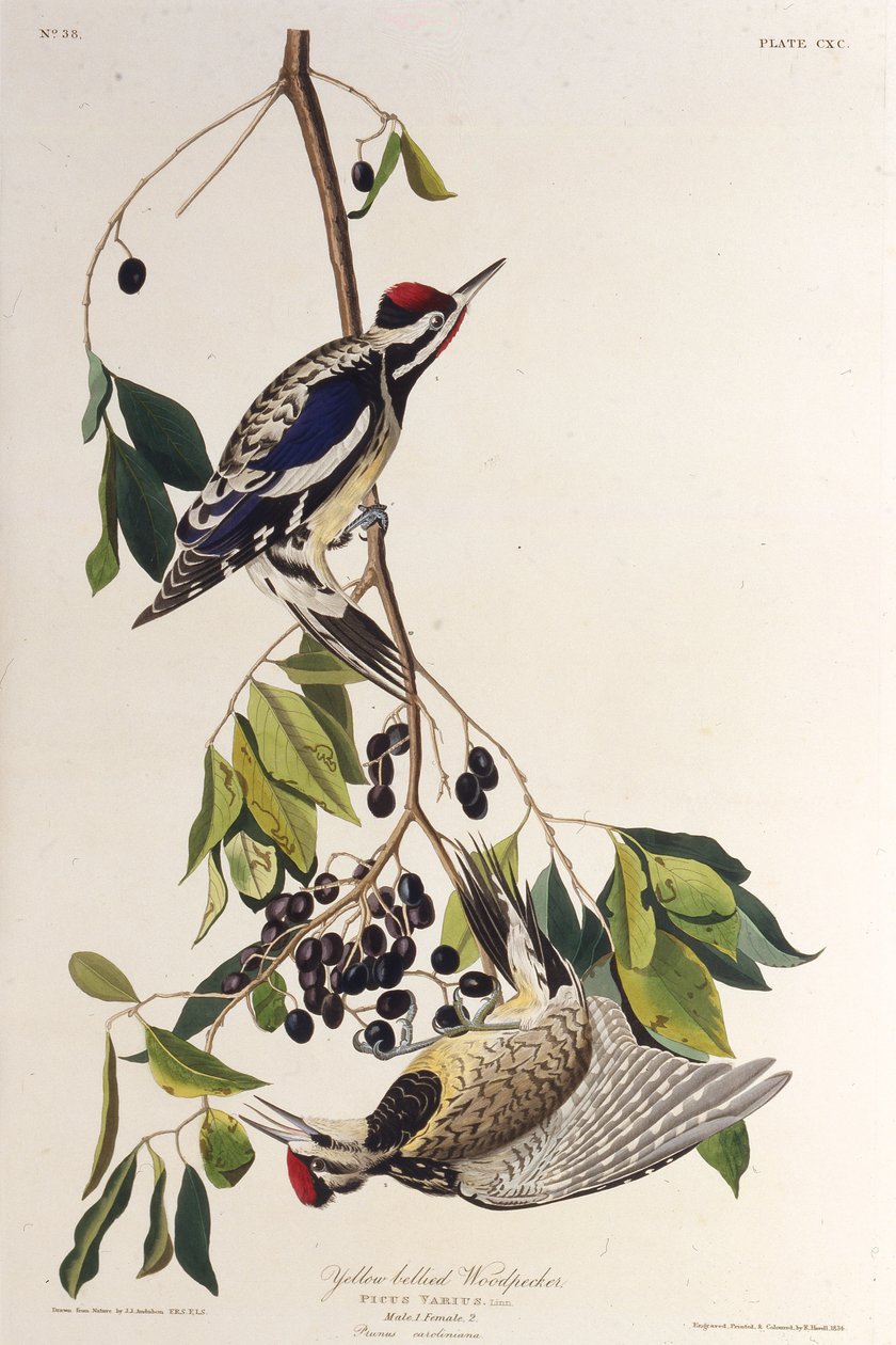 Den gulbugede savsuger. Fra The Birds of America, 1827-1838. af John James Audubon
