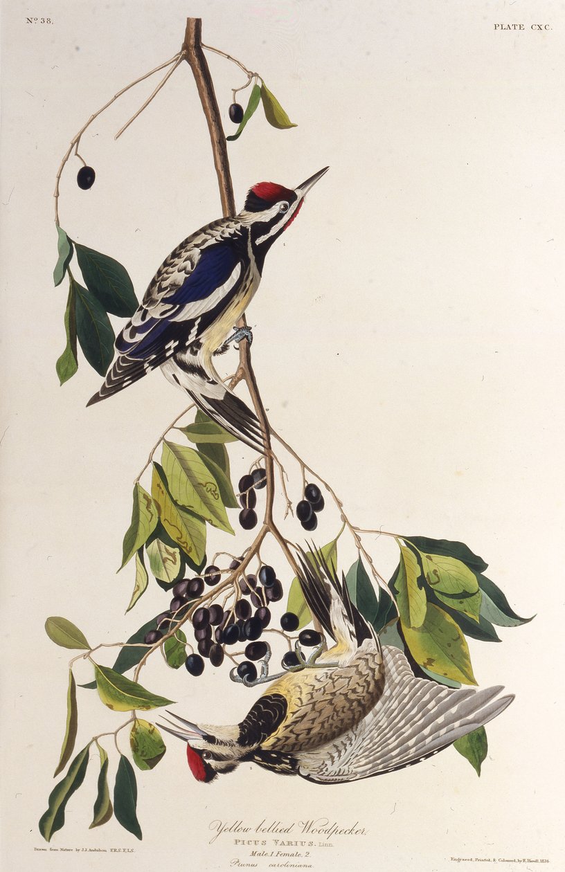 Den gulbugede savsuger. Fra The Birds of America, 1827-1838. af John James Audubon