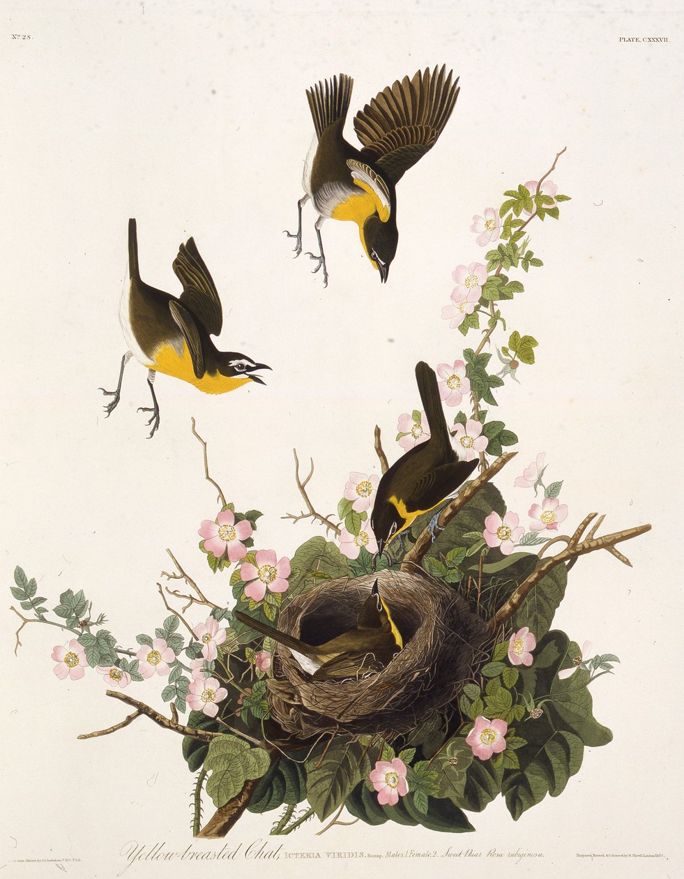 Den gulbarmede chat. Fra The Birds of America, 1827-1838. af John James Audubon