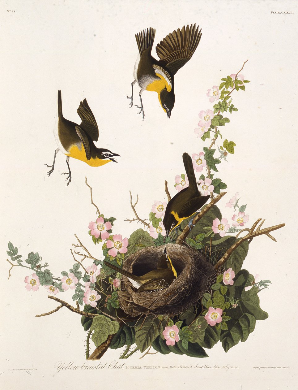 Den gulbarmede chat. Fra The Birds of America, 1827-1838. af John James Audubon