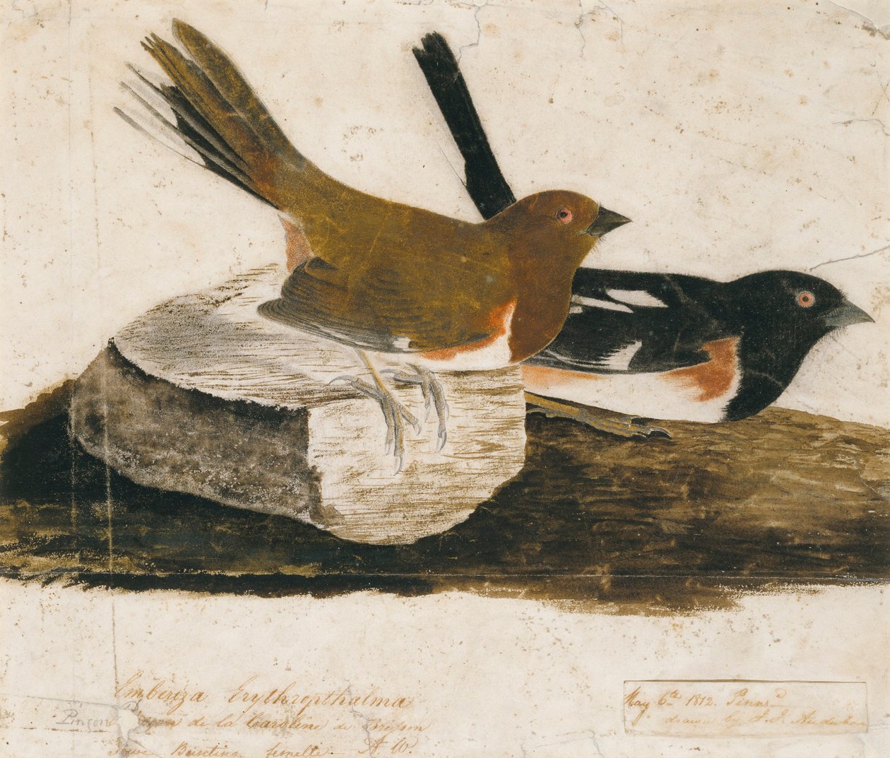 Tårnspurv af John James Audubon