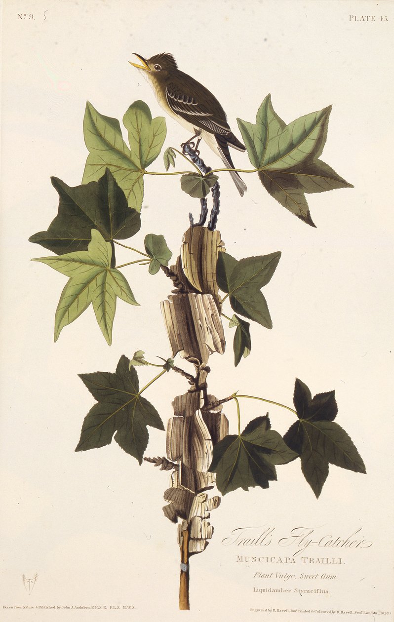 Spor fluesnapper. Fra The Birds of America, 1827-1838. af John James Audubon
