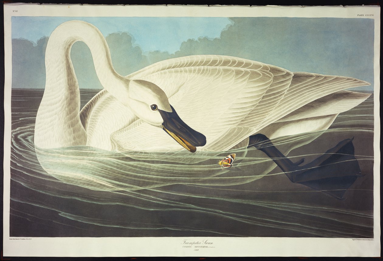 Trompetist Svane af John James Audubon