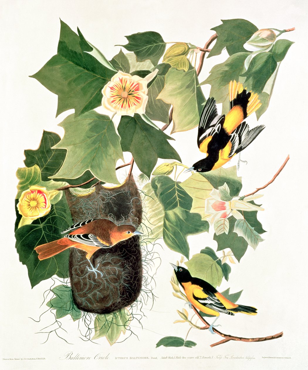 Tulipan-træ: Liriodendron tulipifera, fra 