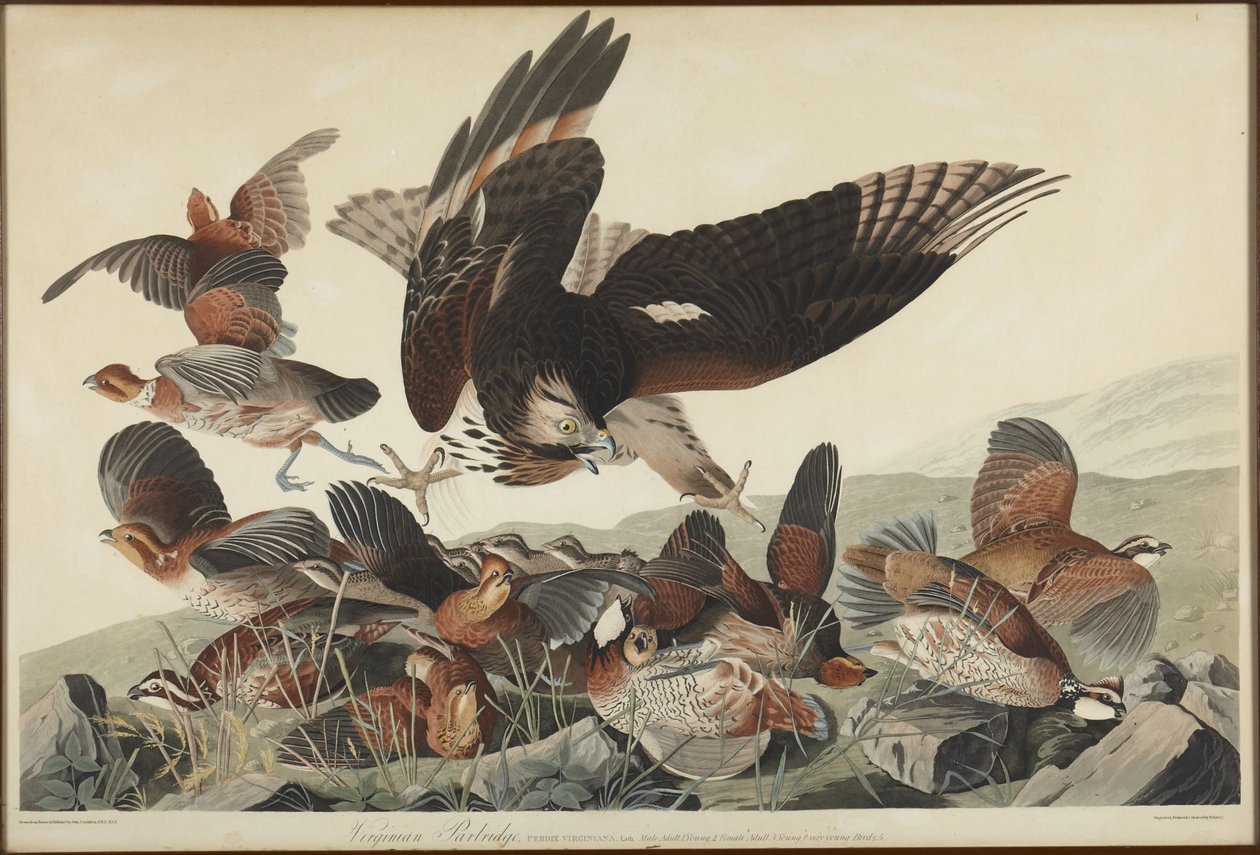 Virginisk agerhøne af John James Audubon