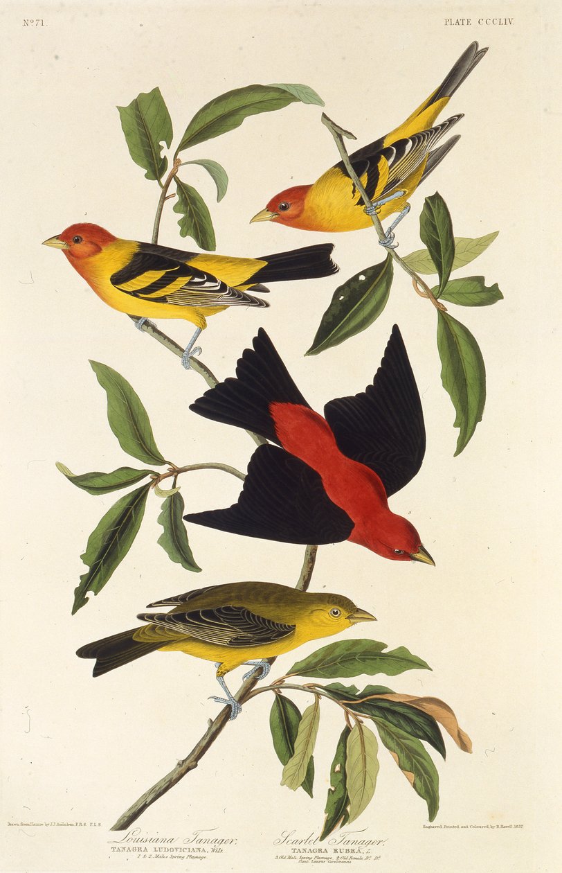 vestlig tanager. Scarlet tanager. Fra The Birds of America, 1827-1838. af John James Audubon