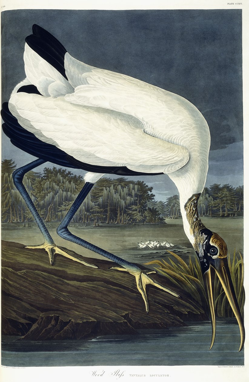 Wood Ibis, 1834 af John James Audubon