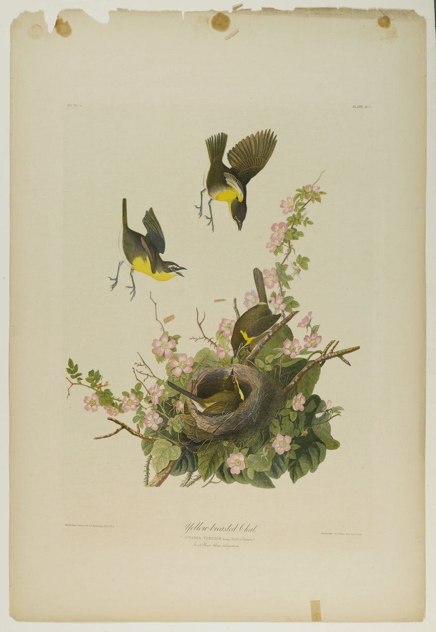 Yellow-breasted Chat, trykt af Julien Bien og udgivet af Roe Lockwood & Son, 1861 (kromolitografi) af John James Audubon