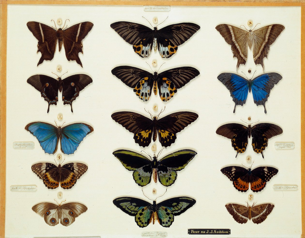 Zoologi: Plade af sommerfugle malet på glas af John James Audubon (1780-1851) 1800-tallets samling Brieux af John James Audubon