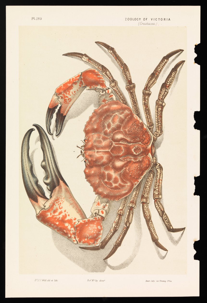 Tasmansk kæmpekrabbe, Pseudocarcinus gigas af John James Wild