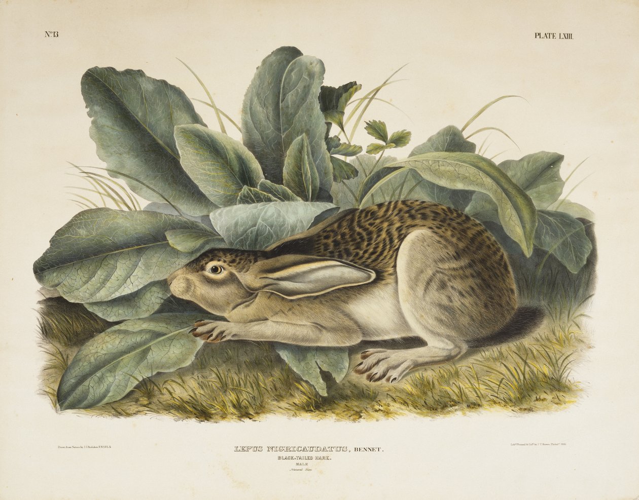 Sorthalehare, 1845 (håndkoloreret litografi på vævet papir) af John James after Audubon